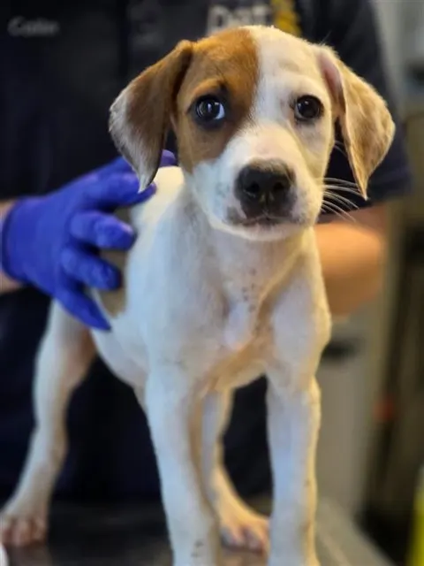 Adoptable Dog