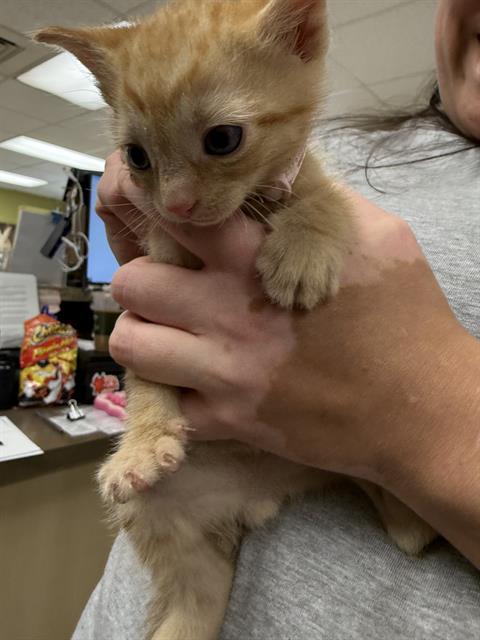 Theodore