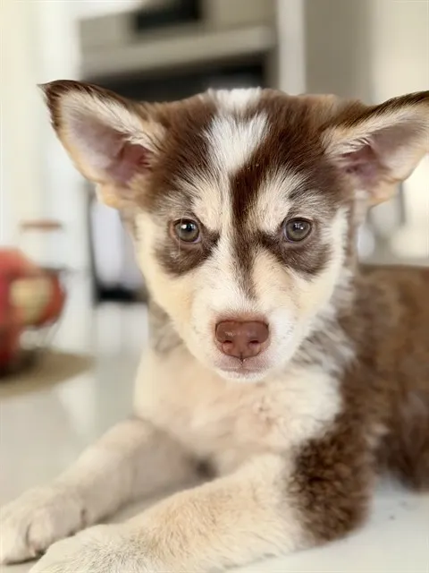 Adoptable Dog
