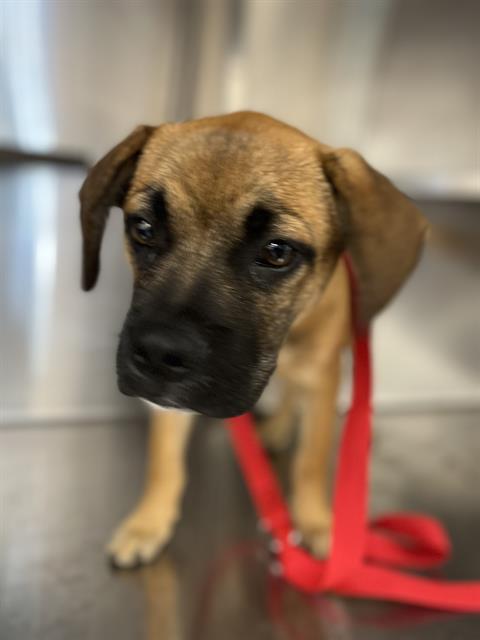 Adoptable Dog