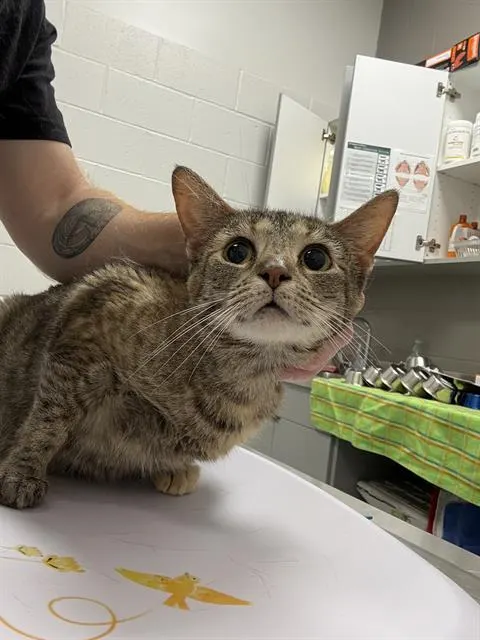 Suki