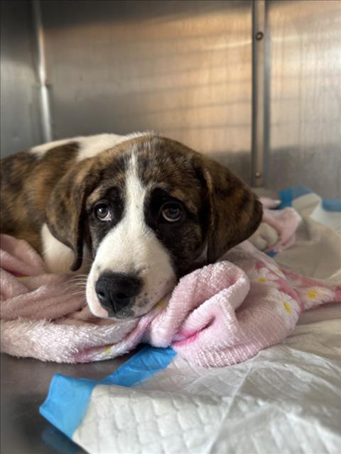 Adoptable Dog