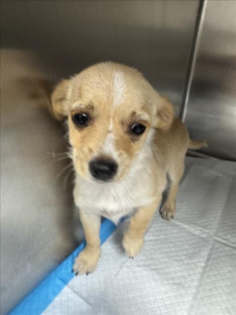 Adoptable Dog