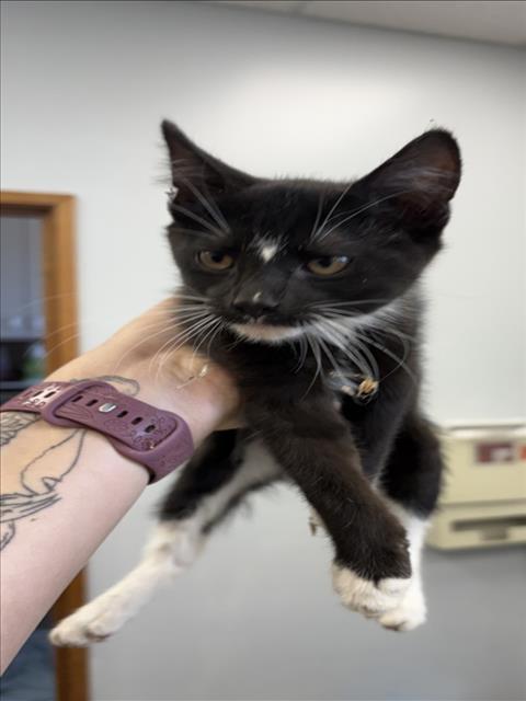 Adoptable Cat