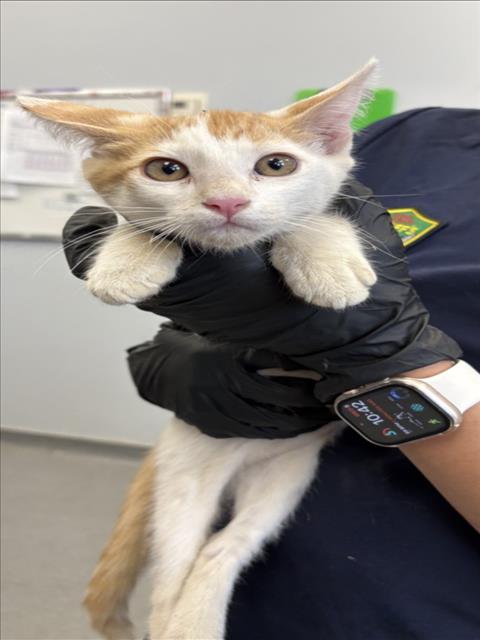 Adoptable Cat