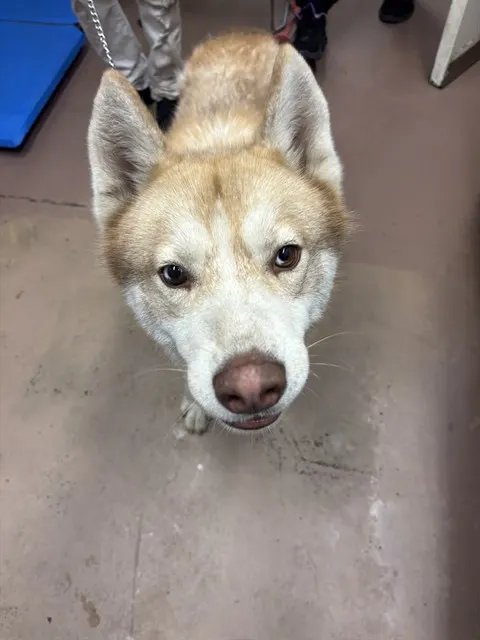 Kiko