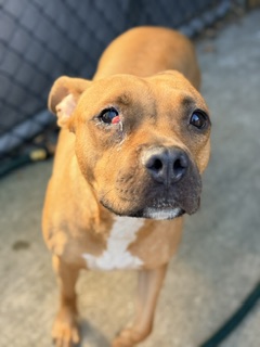 Nora
