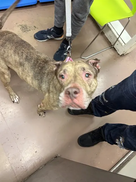 Coco