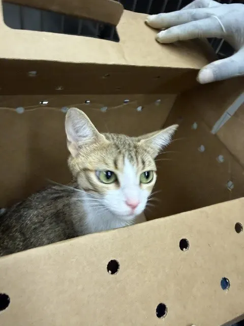 Adoptable Cat