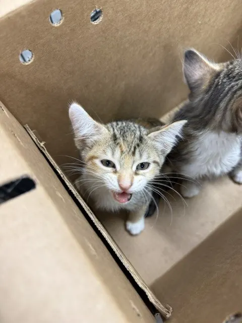 Adoptable Cat