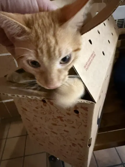 Simba