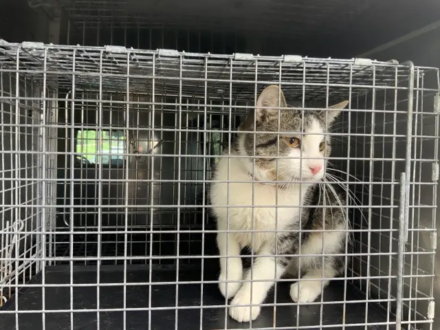 Adoptable Cat