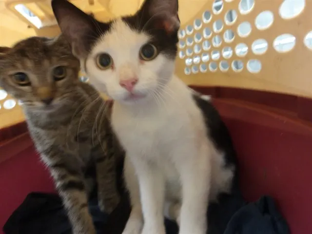 Adoptable Cat