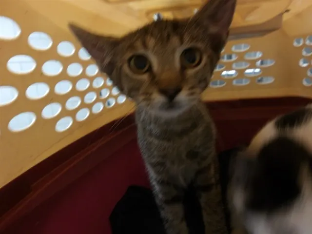 Adoptable Cat
