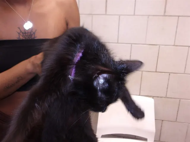 Adoptable Cat