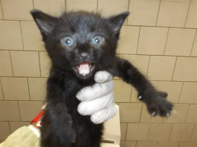 Adoptable Cat