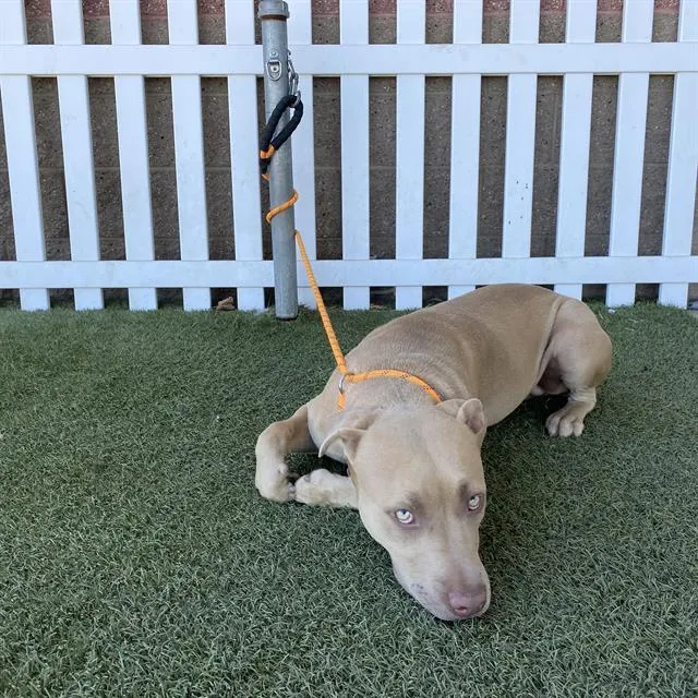 Adoptable Dog