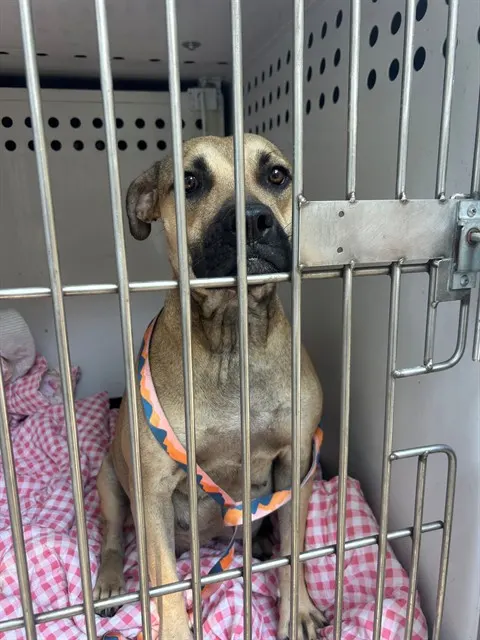 Adoptable Dog