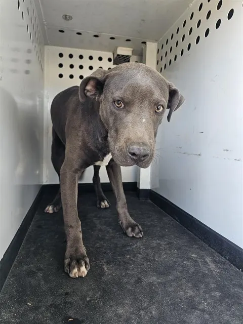 Adoptable Dog