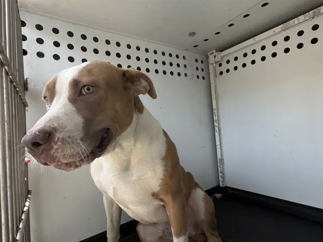 Adoptable Dog