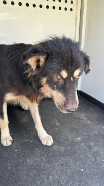 Adoptable Dog