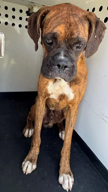 Adoptable Dog