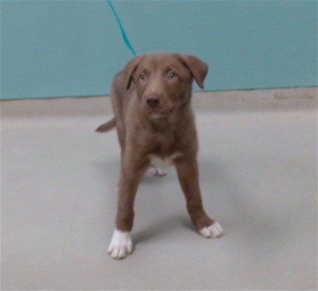 Adoptable Dog