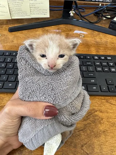 Adoptable Cat