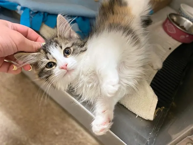 Ali Cat
