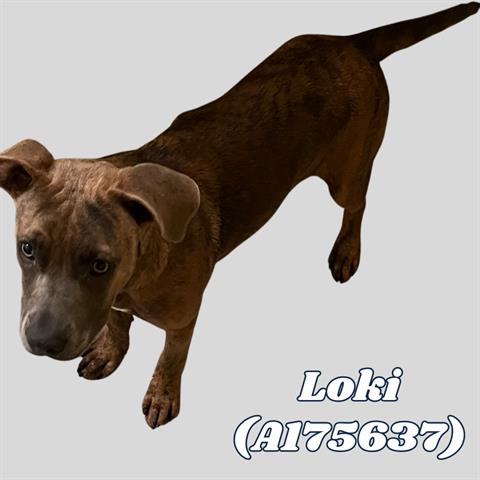 Loki