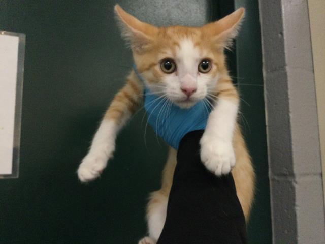 Adoptable Cat