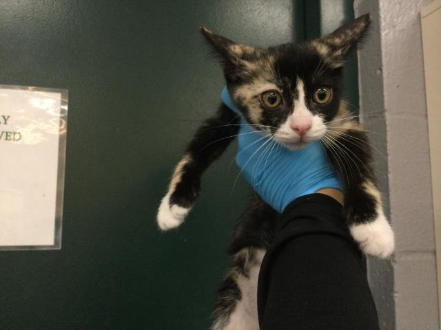 Adoptable Cat