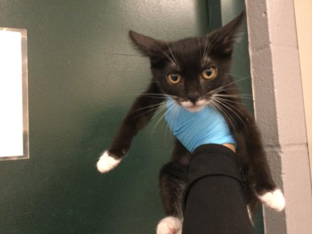 Adoptable Cat