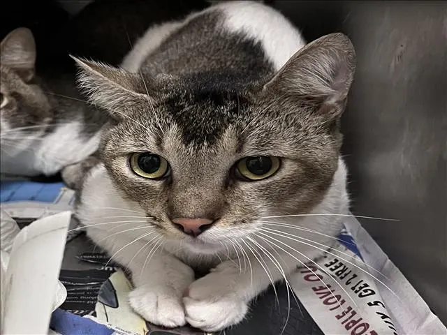 Adoptable Cat