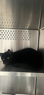 Blacky
