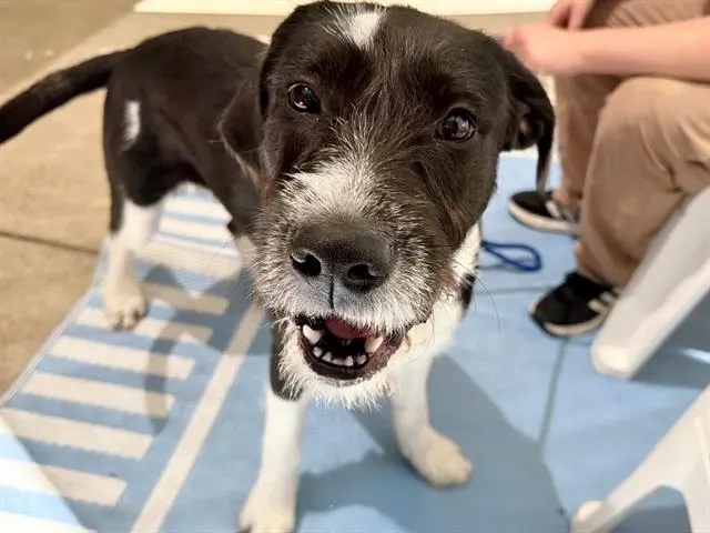 *Sweet Pea