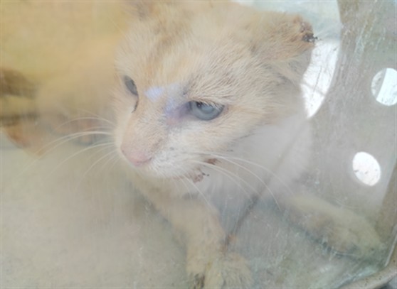 Adoptable Cat