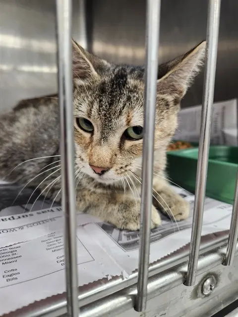 Adoptable Cat