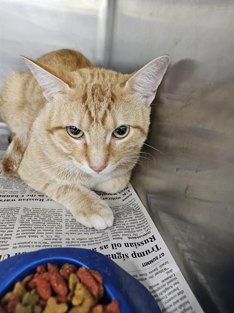 Adoptable Cat