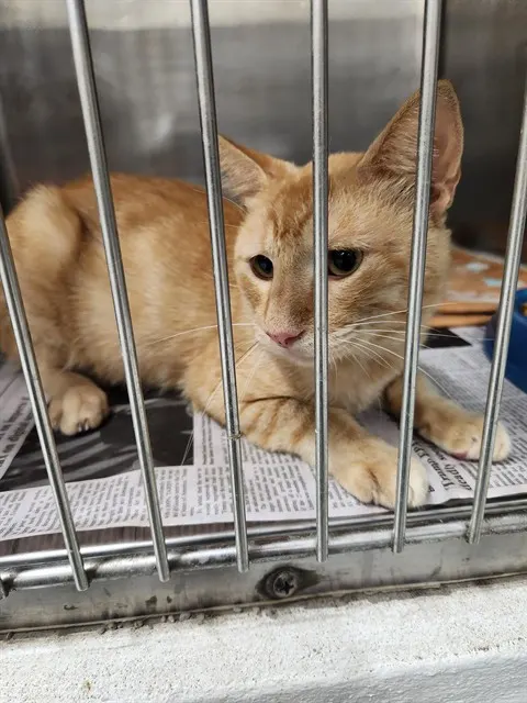 Adoptable Cat