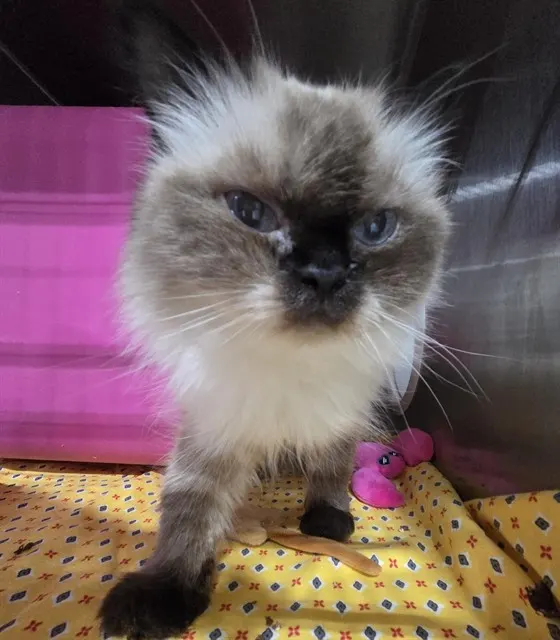 Adoptable Cat
