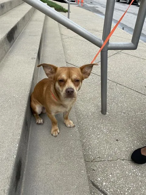 Baby Yoda
