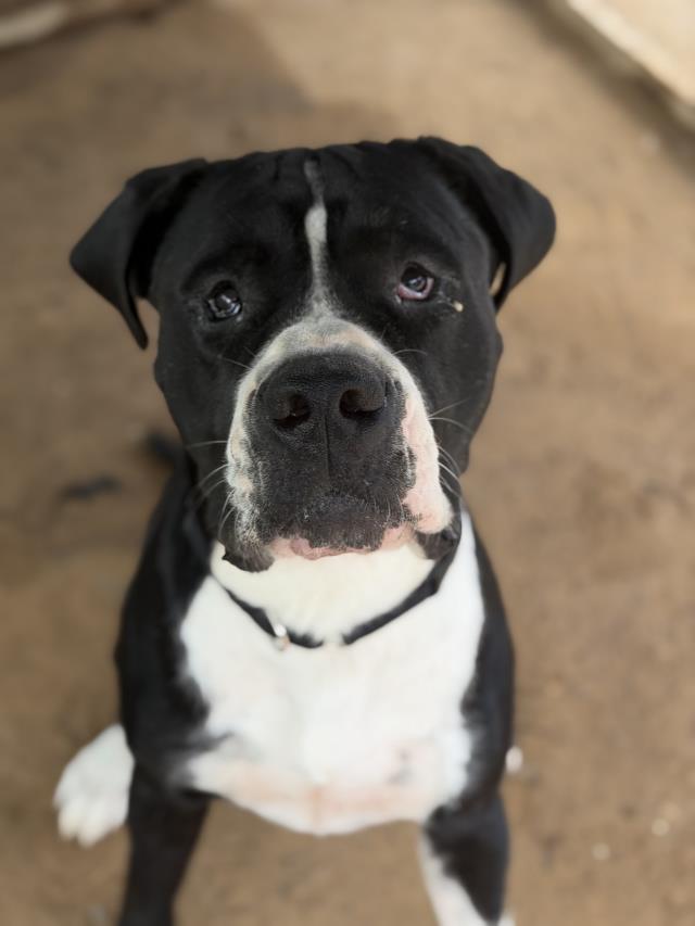Baloo