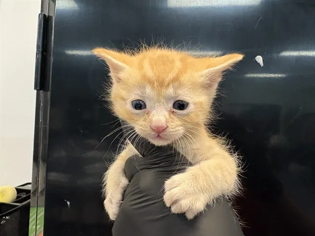 Adoptable Cat