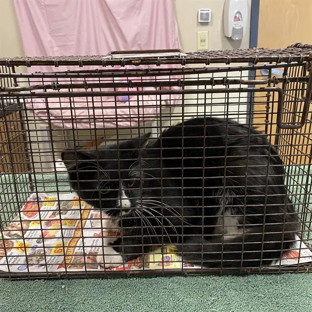Adoptable Cat