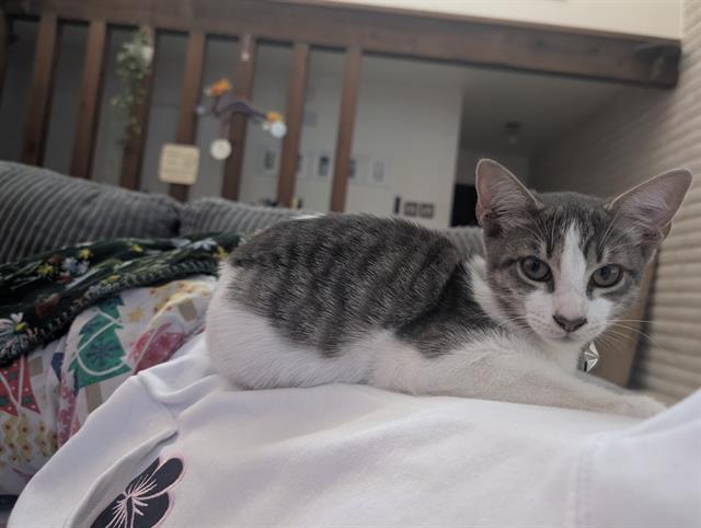 Sophie