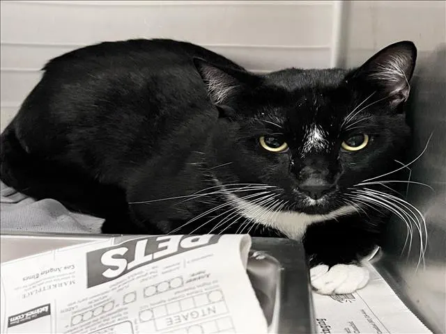 Adoptable Cat