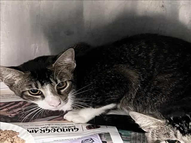 Adoptable Cat