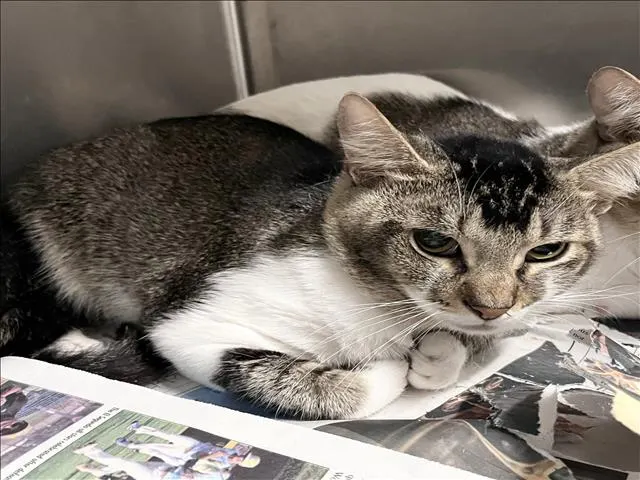 Adoptable Cat
