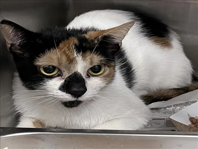 Adoptable Cat